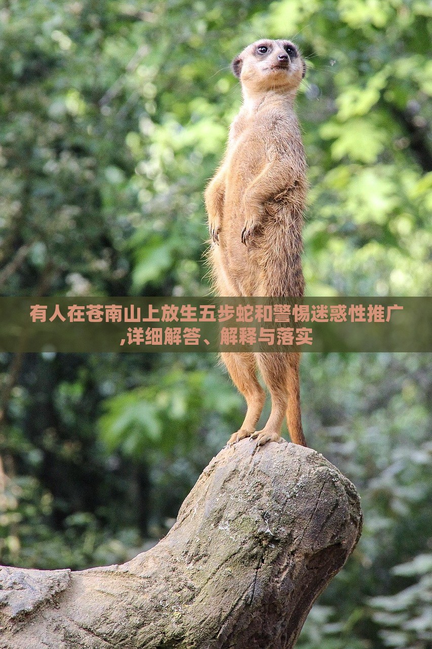 有人在蒼南山上放生五步蛇和警惕迷惑性推廣,詳細(xì)解答、解釋與落實(shí) 有人在蒼南山上放生五步蛇和警惕迷惑性推廣,詳細(xì)解答、解釋與落實(shí)